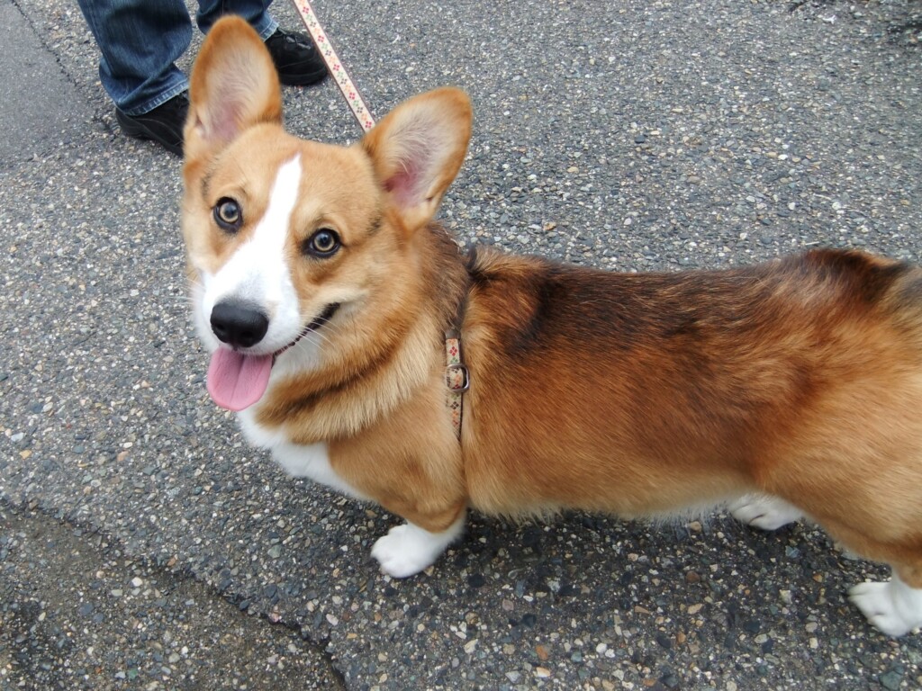 Featured Image Option Article – Wire 1.43.0